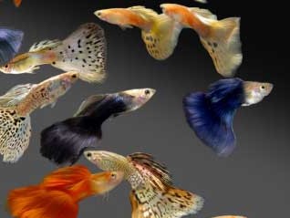 Lebistes Multicolor Casal