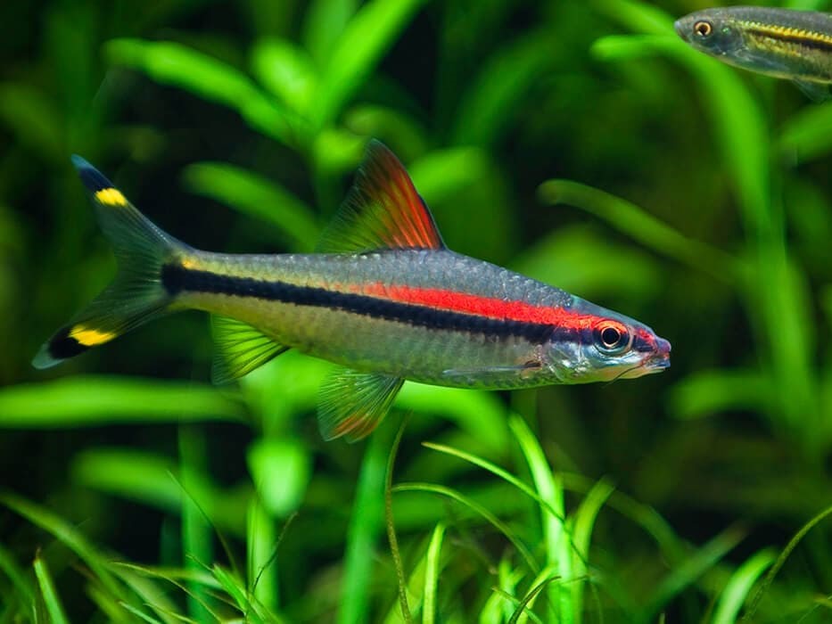 Puntios Denisonii Small