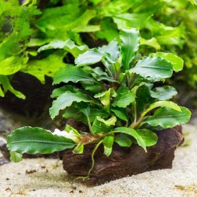 Bucephalandra Wavy Green