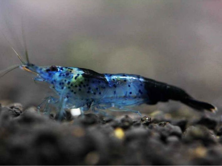 Camaron Blue Carbon