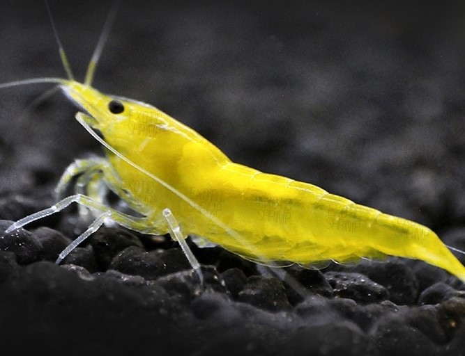 Neocaridina Yellow Fire