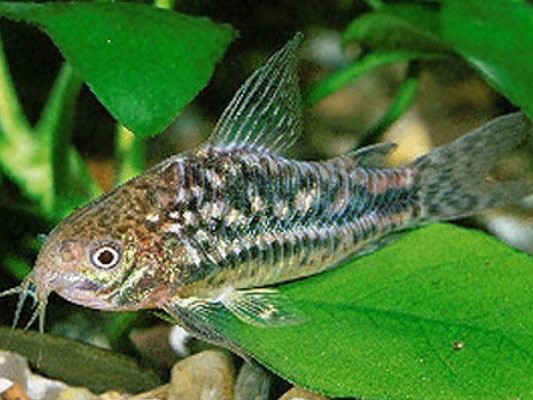 Gastrodermus Undulatus (Ex Coridora Undulatus)