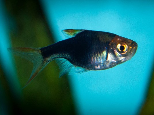 Rasbora Arlequin Purple