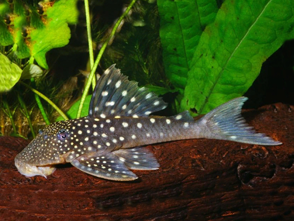 Hemiancistrus Fulig