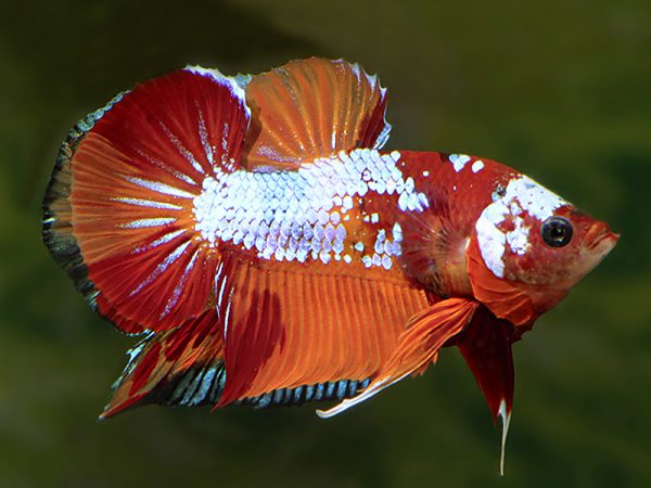Betta PK Koi Nemo Macho