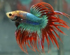Betta Crowntail Bicolor Macho