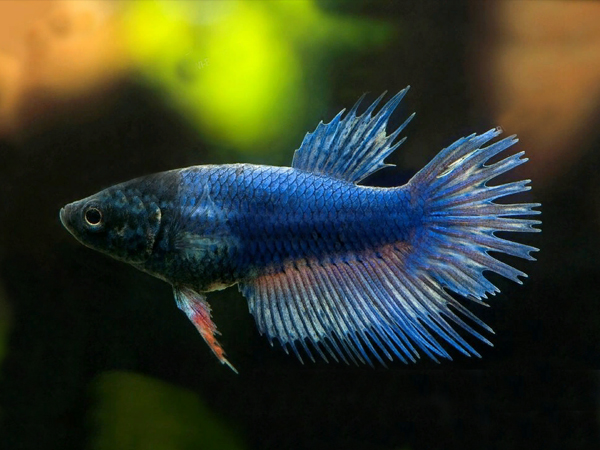 Betta Crowntail Bicolor Hembra