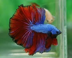 Betta Dragon SD
