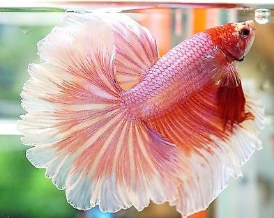 Betta Dumbo SD Macho