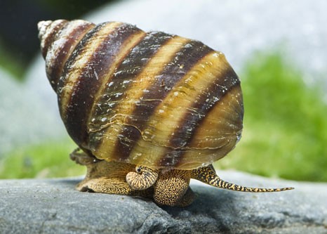 Caracol Piano Tailandes
