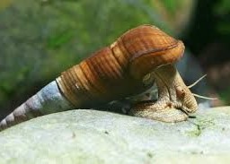 Caracol Rabbit