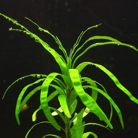 Eichornia diversifolia