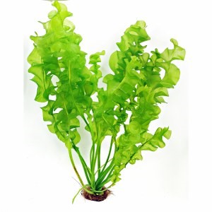 Aponogeton ULVACEUS
