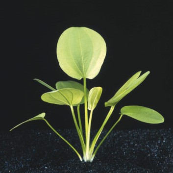 Aquarius (Echinodorus) cordifolius