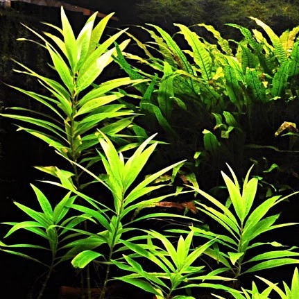 HYGROPHILA ANGUSTIFOLIA