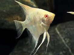 Scalar Perlado Albino