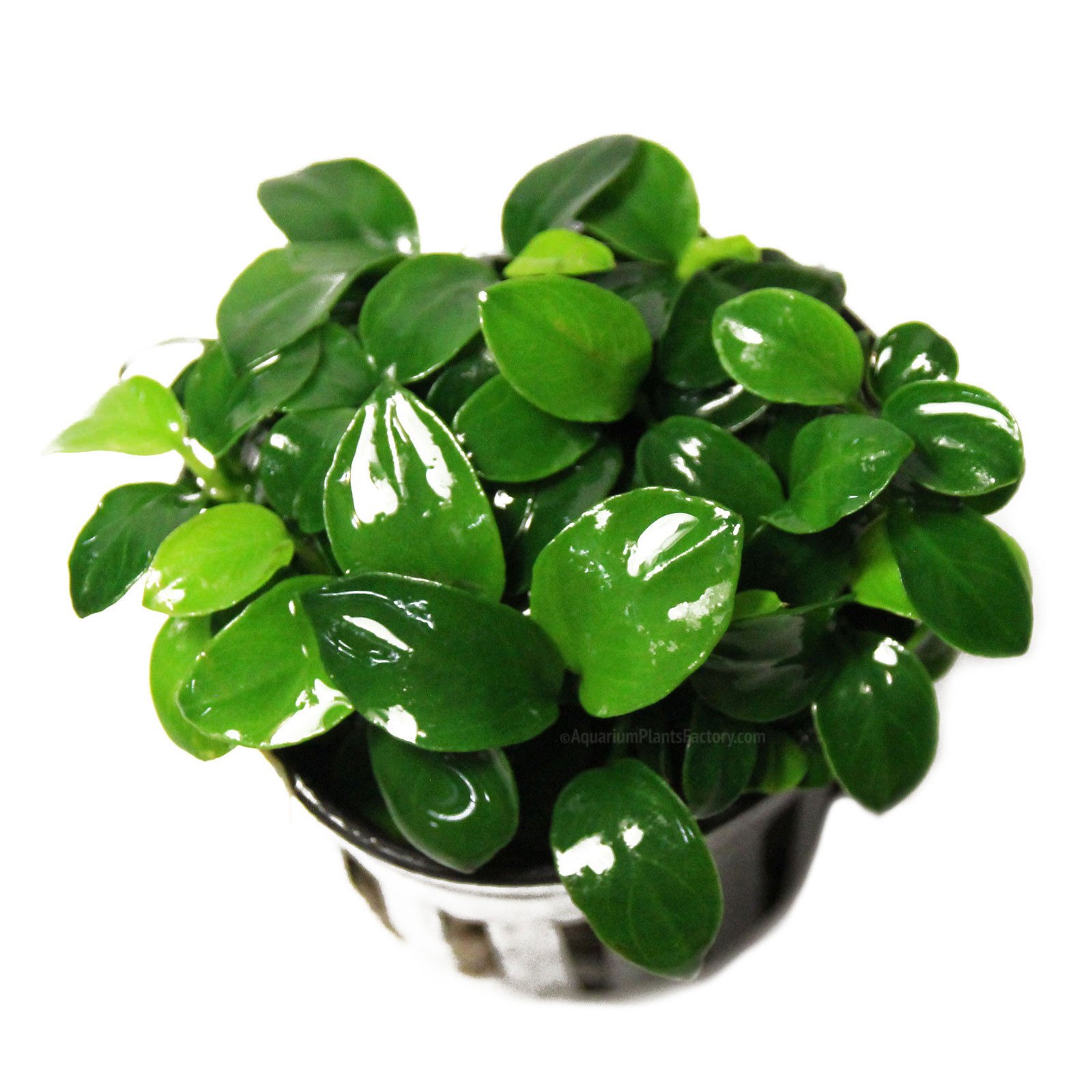 Anubia var. Nana Petite