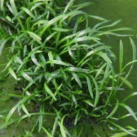 LILAEOPSIS BRASILENSIS