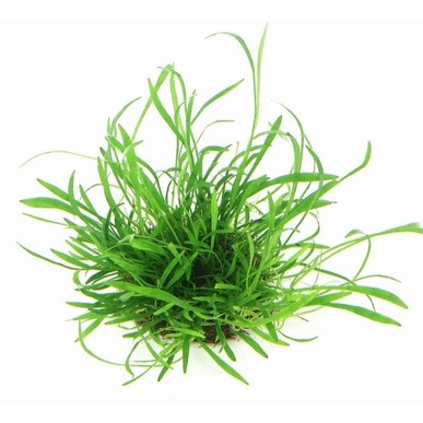 Lilaeopsis Brasilensis EMERGIDA