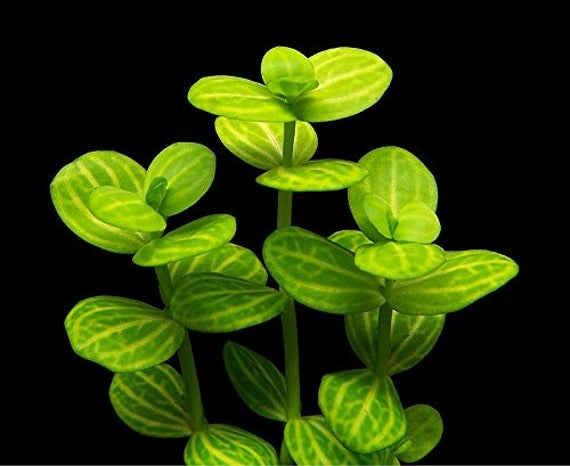 Lindernia Variegata