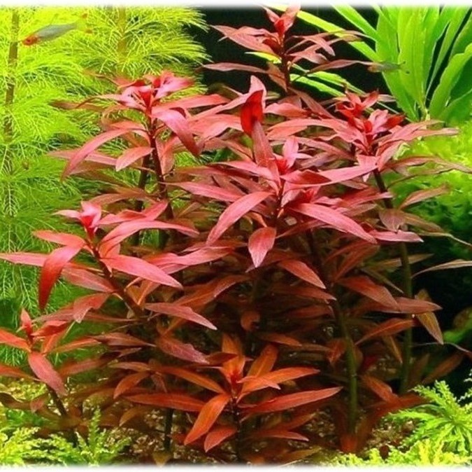 LUDWIGIA PALUSTRIS RED