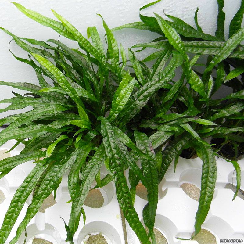 MICROSORUM PTEROPUS VAR NARROW LEAF