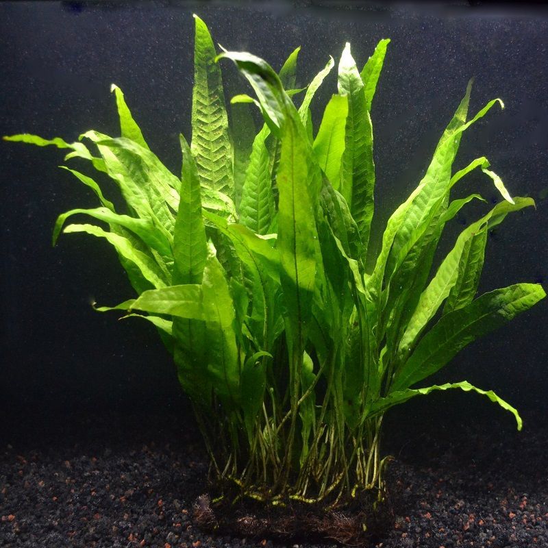 MICROSORUM PTEROPUS (HELECHO DE JAVA)