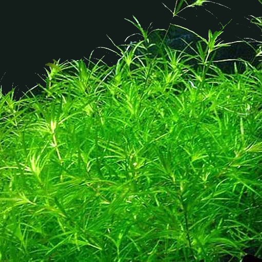 NAJAS GUADALUPENSIS