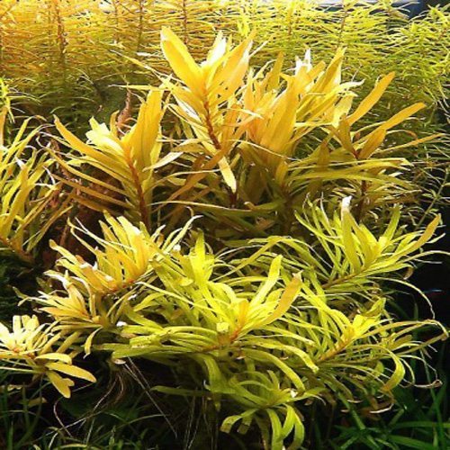 Nessaea Pedicellata Golden