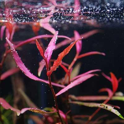 POLYGONUM KAWAGOEANUM PURPLE BAMBOO