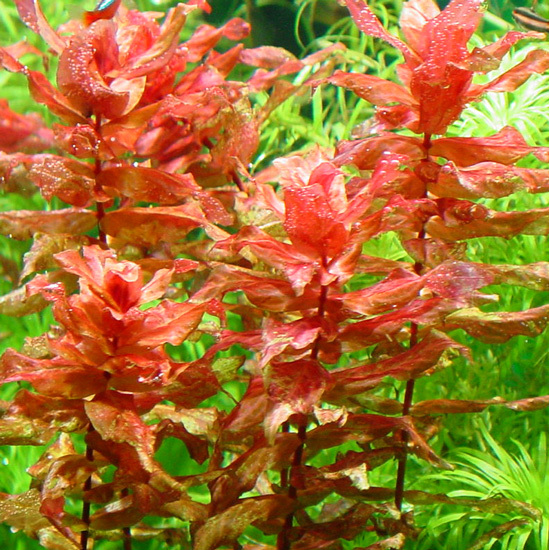 Rotala macranda