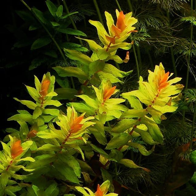 Rotala macranda Green