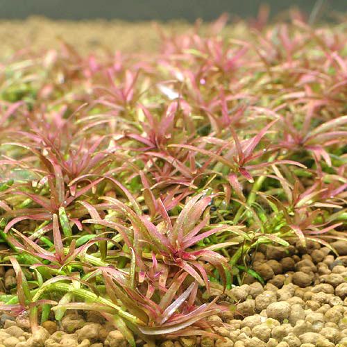Rotala Mexicana Goais