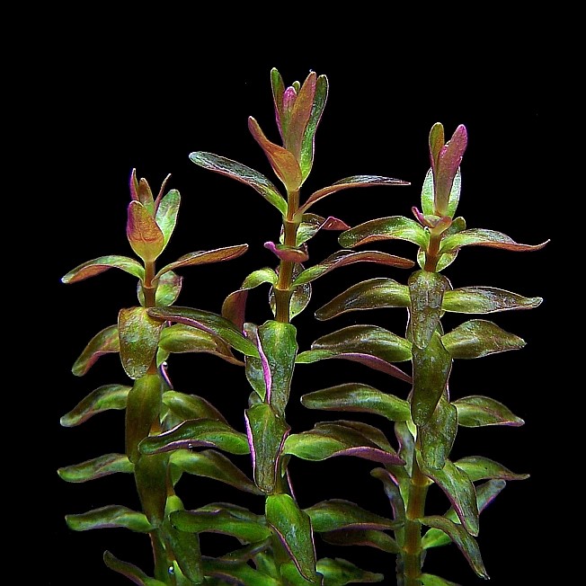 Rotala Mini Type II