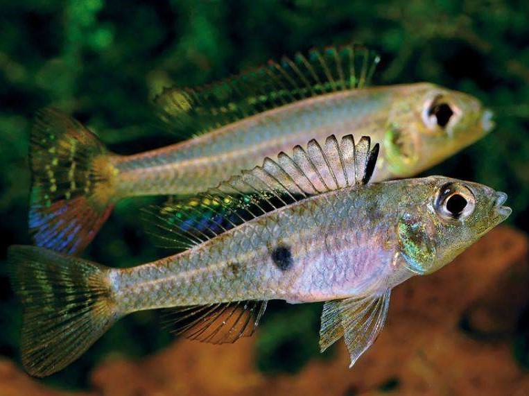 Biotecus