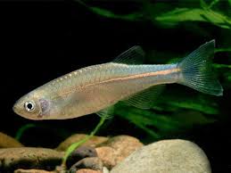 Danio Perla