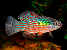 Flag Fish