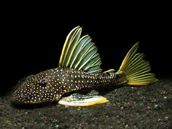 Hypostomus Lutteus