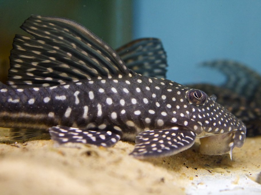 Hypostomus Margaritifer