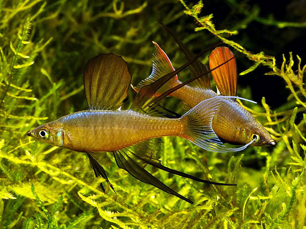 Iriatherina