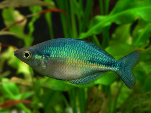 Melanotaenia Lacustris