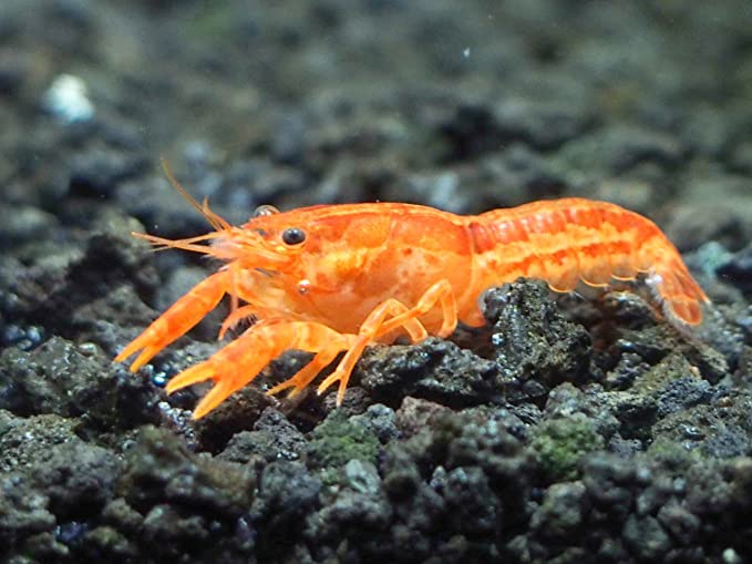 Mini Langosta Mexicana Orange
