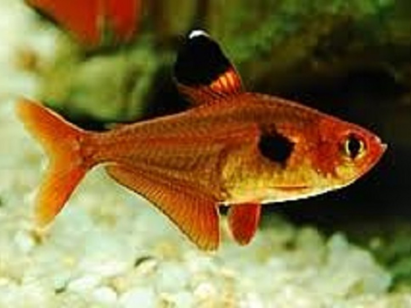 Tetra Red Phantom Colombia