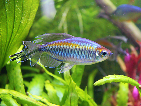 Tetra Congo