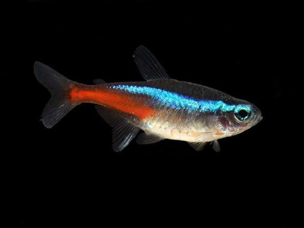 Tetra Neón