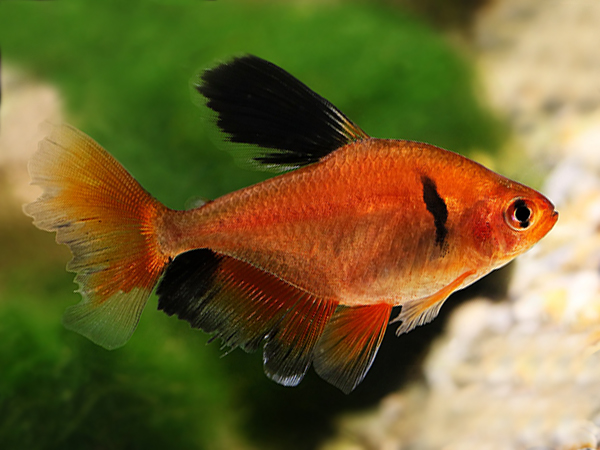 Tetra Serpae Velifero Show