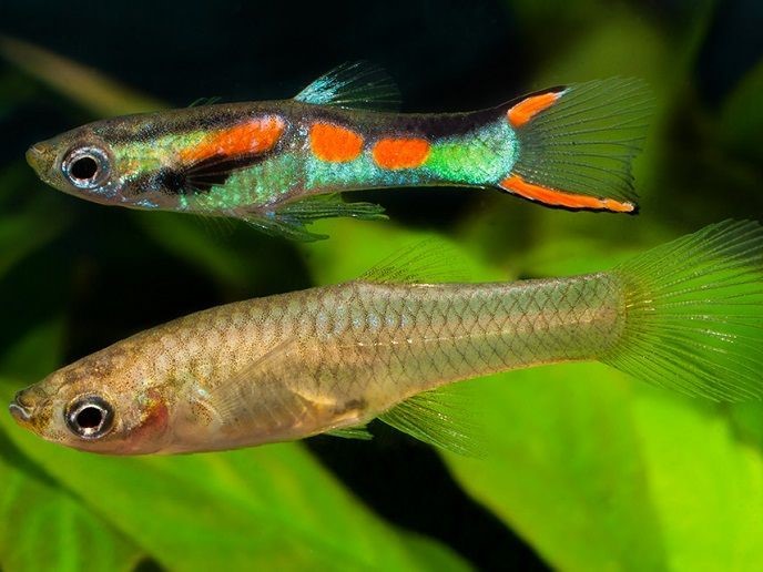 Lebistes Salvaje Casal