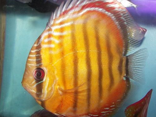 Discus orange brown madeira