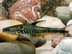 Otocinclus Brillante