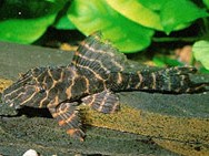 Panaque Rayada (Falsa Peckoltia)